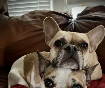 Sand Creek Animal Hospital