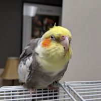 Cherry Scott a DVM ico