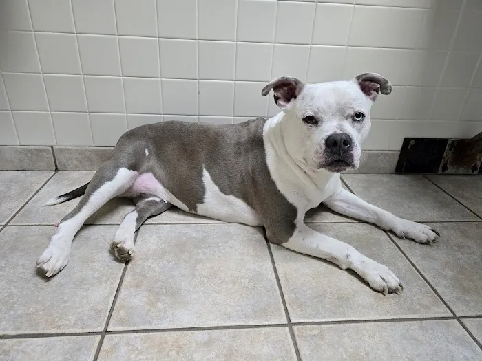 VCA Shaker Animal Hospital 12