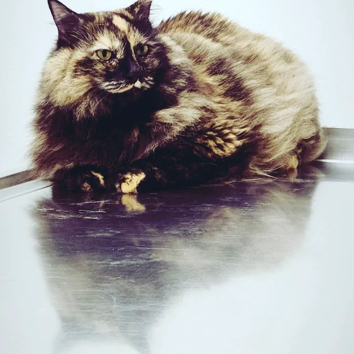 Troy Veterinary Hospital 8