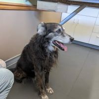 Oakwood Veterinary Clinic ico