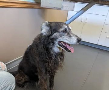 Oakwood Veterinary Clinic