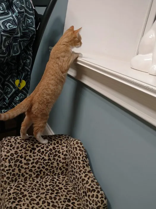 Collar City Animal Hospital 8