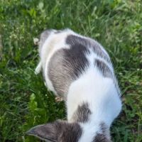Collar City Animal Hospital ico