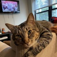 Capital District Veterinary Referral Hospital ico