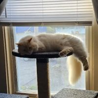 Latham Animal Hospital: Rafter Maria DVM ico
