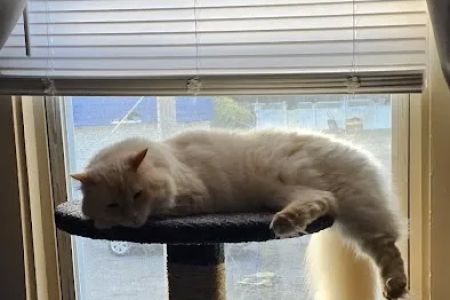 Latham Animal Hospital: Rafter Maria DVM