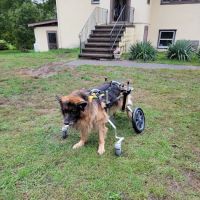Upstate Veterinary Specialties ico