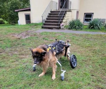 Upstate Veterinary Specialties