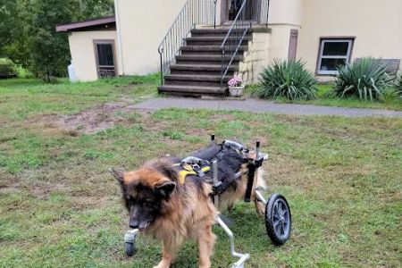 Upstate Veterinary Specialties