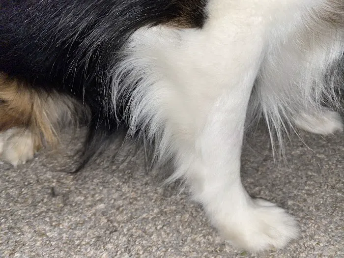 Banfield Pet Hospital 12