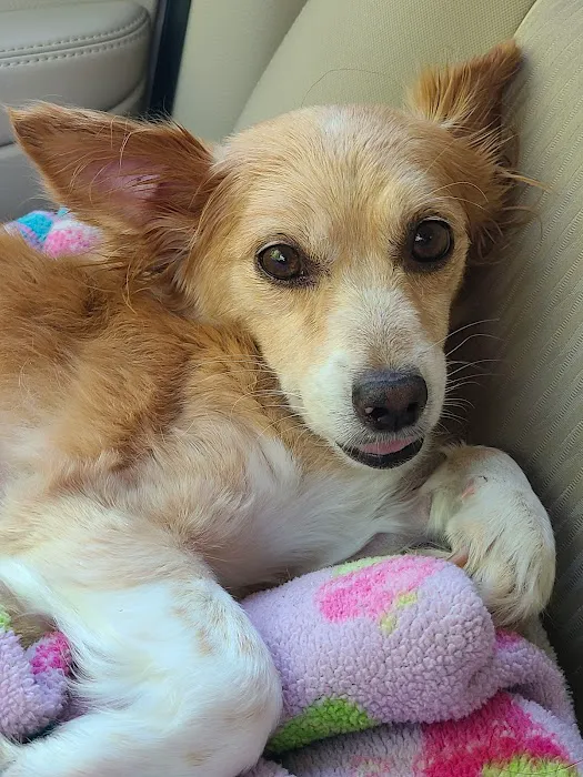 Banfield Pet Hospital 12