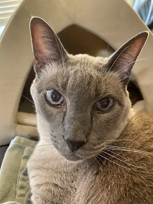 Cats Limited Veterinary Hospital 12