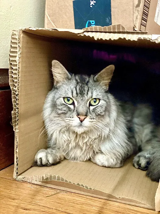 Cats Limited Veterinary Hospital 12