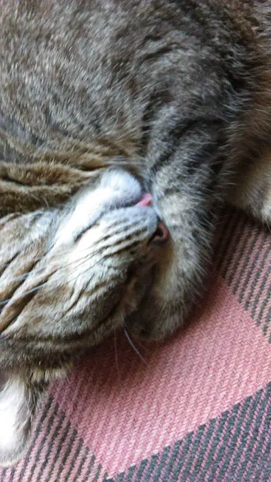 Cats Limited Veterinary Hospital 12