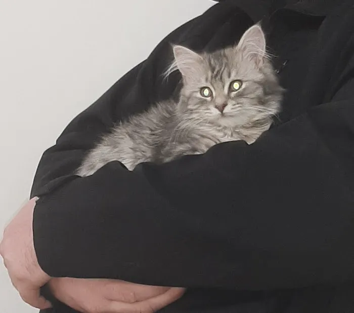 Cats Limited Veterinary Hospital 12