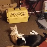 Newington Veterinary Clinic ico