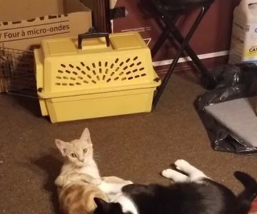 Newington Veterinary Clinic