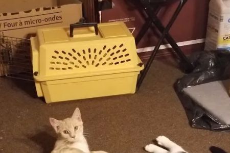 Newington Veterinary Clinic