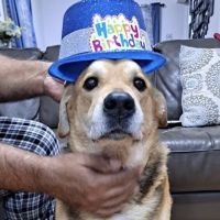 Newington Veterinary Clinic ico