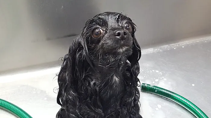 Connecticut Veterinary Center 12