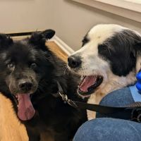 Petcare Veterinary Services ico