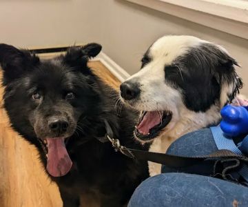 Petcare Veterinary Services