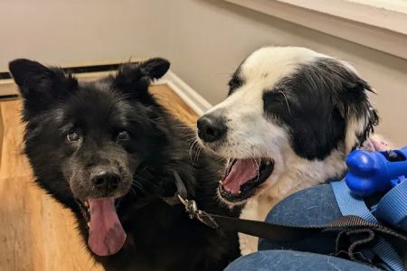 Petcare Veterinary Services