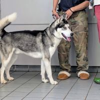 Pieper Veterinary Berlin Street ico