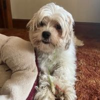 Pieper Memorial Veterinary Center ico