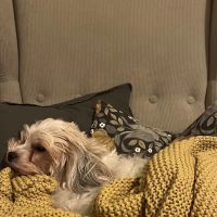 Pieper-Olson Veterinary Hospital ico