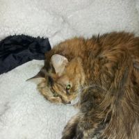 Radiocat Connecticut ico