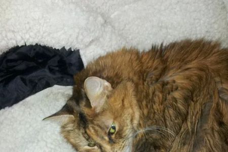 Radiocat Connecticut