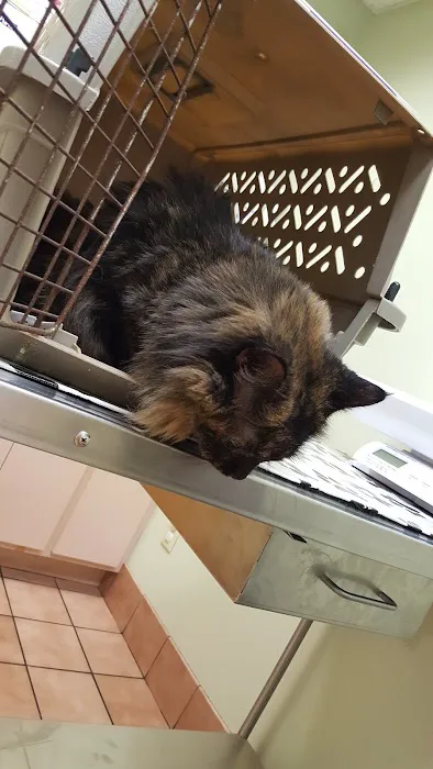 VCA Cromwell Animal Hospital 12