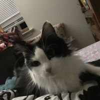 VCA Cromwell Animal Hospital ico