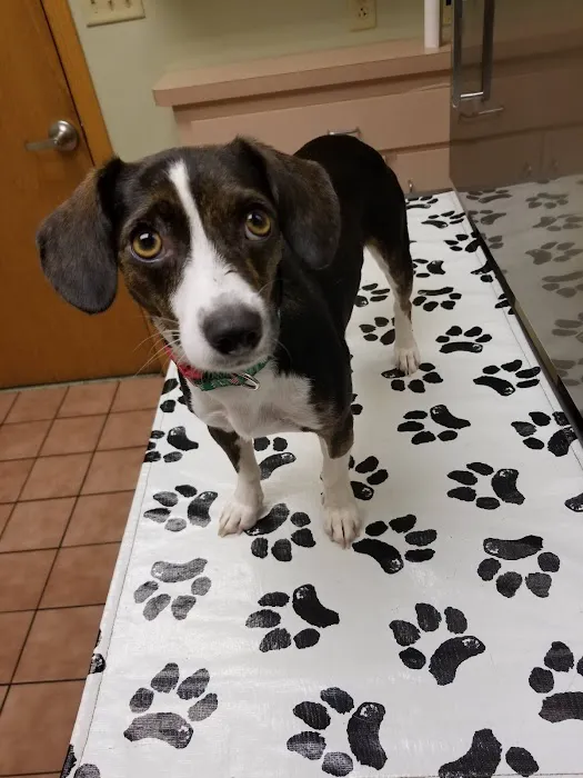 VCA Cromwell Animal Hospital 12