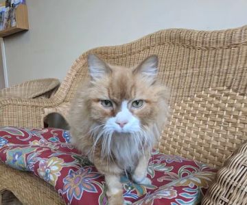 Catzablanca Cat Clinic & Hospital