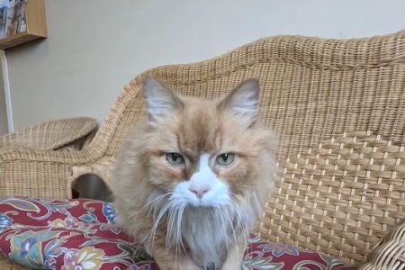 Catzablanca Cat Clinic & Hospital