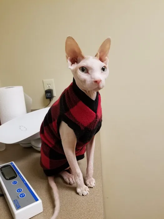 Catzablanca Cat Clinic & Hospital 12