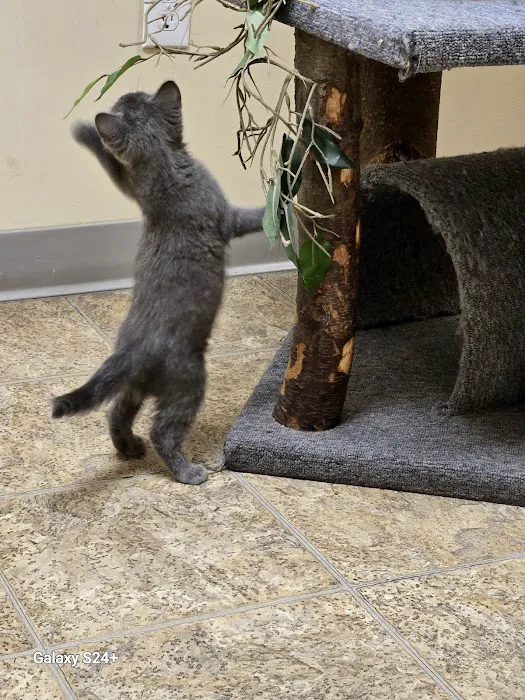 Catzablanca Cat Clinic & Hospital 12