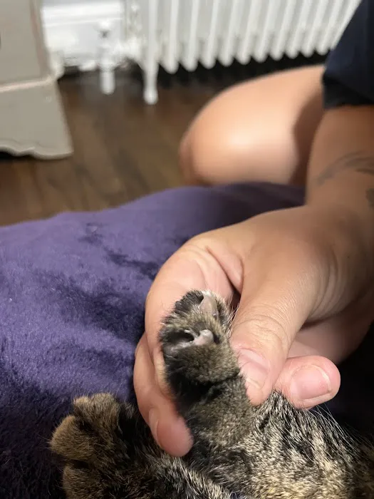 Catzablanca Cat Clinic & Hospital 12