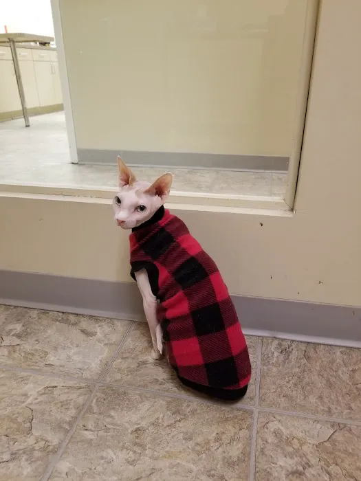 Catzablanca Cat Clinic & Hospital 12