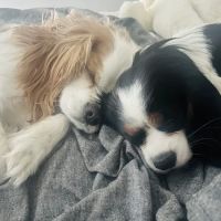 Lakes Veterinary Services ico
