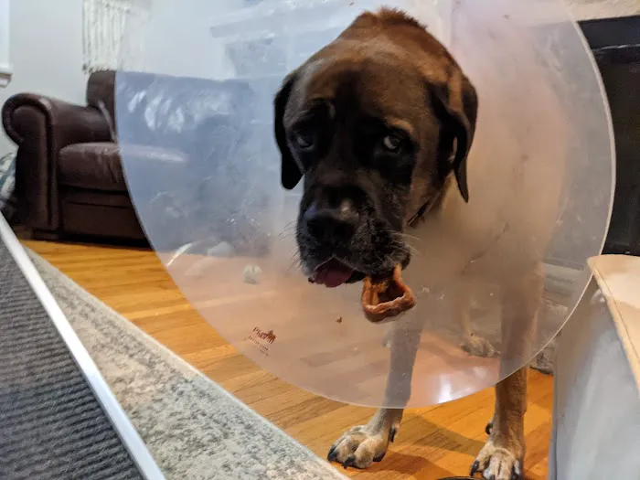 Lakes Veterinary Services 12