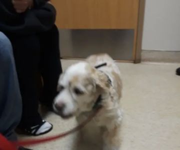Mill Pond Veterinary Hospital