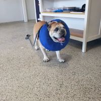 Veterinary Associates of North Branford ico