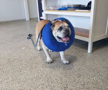 Veterinary Associates of North Branford