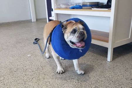 Veterinary Associates of North Branford