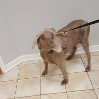 Pet Shield Veterinary Hospital ico