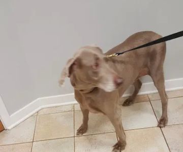 Pet Shield Veterinary Hospital